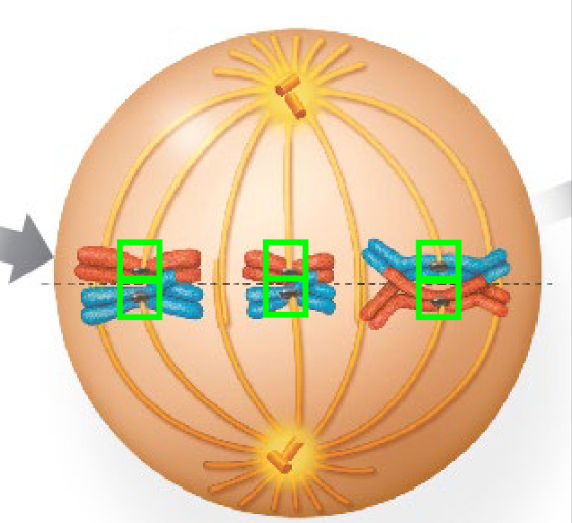 <p>Homologous pairs (bivalents) are captured by kinetochores and lined up along the cell's equator. Crucially, each pair orients randomly — which homolog faces which pole is independent of other pairs. This independent assortment generates enormous genetic diversity.</p>