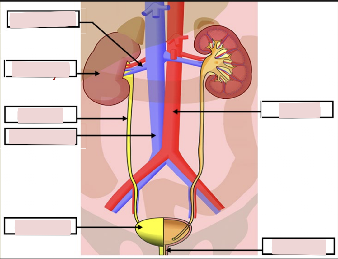 <p>Label the figure</p>