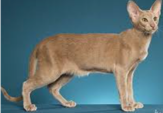 <p>welk type kat is dit</p>