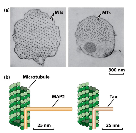 <p><strong>Polymer binding MAPs</strong> = stabilize MTs by binding to sides, enhance assembly (stabilize nuclei), organize MTs → bundles, mediate MT interactions w/ other proteins (Ex. Intermediate filaments + actin) </p><p>Polymer-binding MAPs = 2 major domains </p><ul><li><p>MT binding domain = binds tubulin dimers together → stabilize MT</p></li><li><p>Projection domain = interact w/ MTs + other structures (Ex. intermediate filaments) </p></li></ul><p></p><p>Tau + MAP2 = organize MTs in neuronal axons + dendrites </p><p>Spacing b/w MTs = greater for MAP2 than Tau</p><ul><li><p>MAP2 (longer projection domain) </p></li></ul><p></p><p>Note MAP2 + Tau = expressed in cells that do not normally form axons → long axon like structures are still induced </p><p></p>