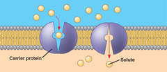 <p>- They undergo conformational changes by binding to the molecule they are transporting.</p><p>- SLOWER rate of transfer</p>