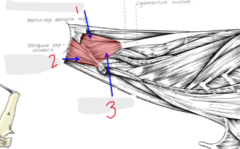 <p>What muscle is 1?</p>