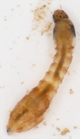 <p>Expanded (swollen) end of body, which attaches them to substrate; move by a looping motion (like a leech); head capsule present; can be very abundant</p>