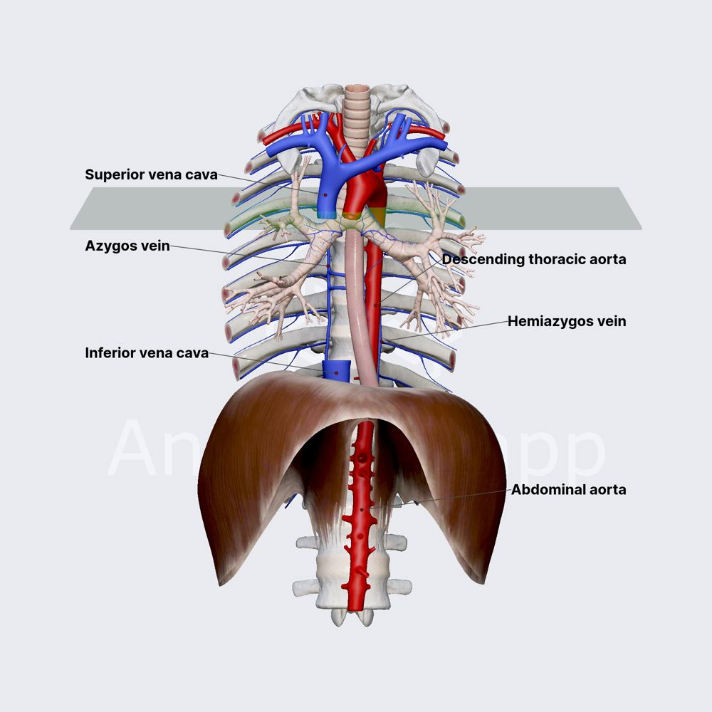 <p>Azygos Vein</p>