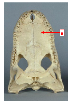 <p>This is an alligator skull that belongs to the class ________. Structure A is the _______ and it separates the respiratory and oral passages.</p>