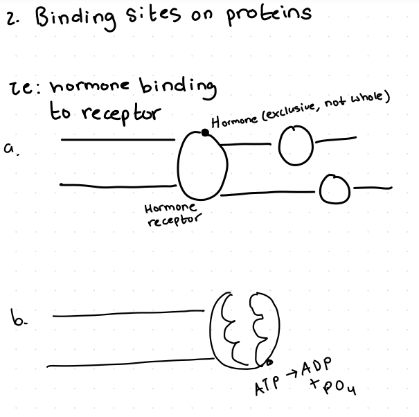 <p>Becomes a receptor (only a portion, not the entire protein, exclusive)</p><p>Ie. hormones binding to receptor</p><p>or dual ion channel that binds with ATP and turns it into ADP to change shape to bind to many things</p>