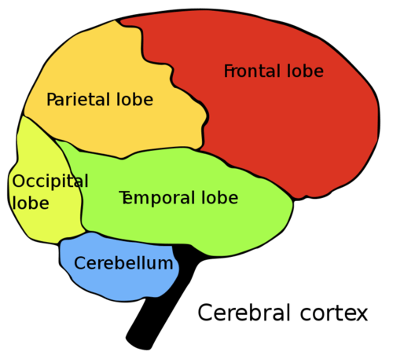 <p>frontal; temporal; occipital; parietal</p>