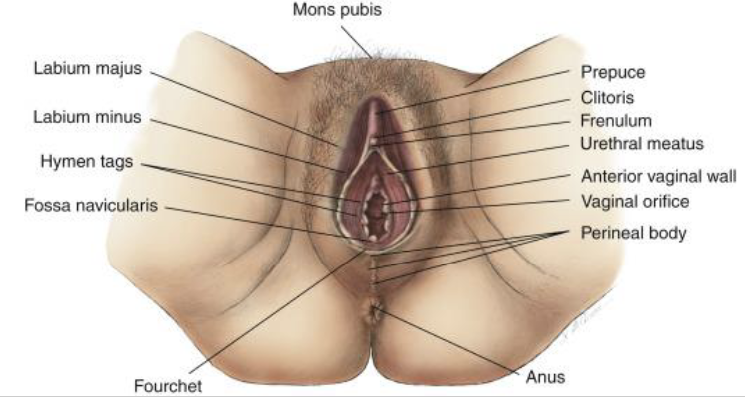 <ul><li><p><strong>Mons pubis</strong> → provides protection from the pelvis</p></li><li><p><strong>Labia majora </strong>→  paired and thickened folds of skin</p></li><li><p><strong>Labia minora </strong>→ sits inside the majora, it also paired</p></li><li><p><strong>Clitoris </strong>→ small erectile body</p></li><li><p><strong>Vestibule </strong>→ space created by the minora</p></li></ul><p></p>