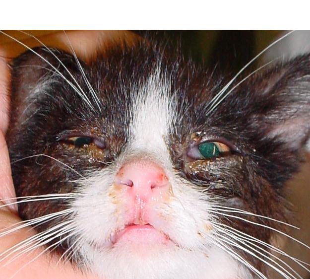 <p>Classic Presentation of Feline URIs</p>