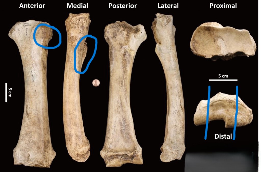 <ul><li><p>ulna fusion</p></li><li><p>distal articulation ridges parallel </p></li><li><p>‘bulging’ around bone</p></li></ul><p></p><p>horse radius</p><p></p>