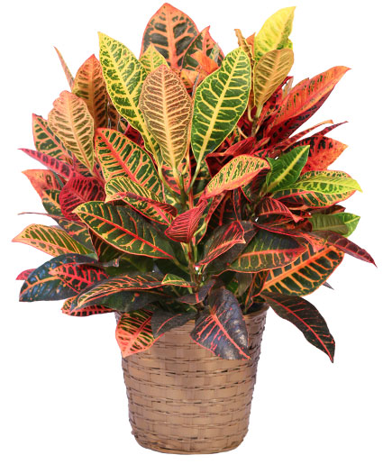 <p>Croton plant</p>