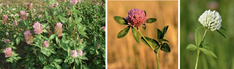 <ul><li><p>Three leaflets with pale V marking</p></li><li><p>Pink-purple flower heads in summer</p></li><li><p>Hairy upright stems</p></li><li><p>Bushier/taller than white clover</p></li><li><p>Fields, roadsides & meadows</p></li><li><p>Often confused with white clover</p></li></ul><p></p>