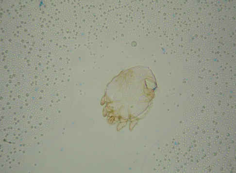 <p>What organism is this?</p>