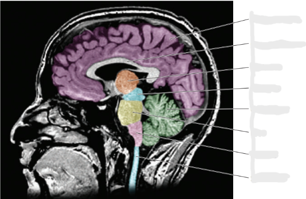 <p>Answers: </p><p>Corpus callosum</p><p>Cerebellum </p><p>Pons</p><p>Cerebral cortex</p><p>Thalamus</p><p>Spinal cord</p><p>Medulla</p><p>Midbrain</p>