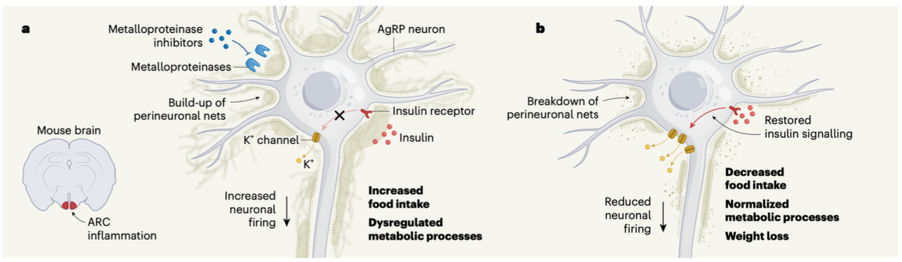 <p>This figure from a recent Nature paper illustrates a role that insulin plays in regulating AGRP neurons, although the purpose of the figure is to illustrate how weight gain leads to inflammation responses that block insulin signaling. I am not sure if the words in bold for both panels are intended to tell us the cause or the effect of the processes illustrated. Makes sense either way. So let's break it down...&nbsp;</p><p>Obesity increases the perineural netting around the cells of the ARC in an inflammation- related process. This prevents insulin to reach&nbsp; receptors on the cell surface.</p><p>Insulin/insulin receptor signal transduction in the illustrated cells leads to increased potassium efflux from the cell, and consequently to cell hyperpolarization which in turn means the cell becomes less active.</p>