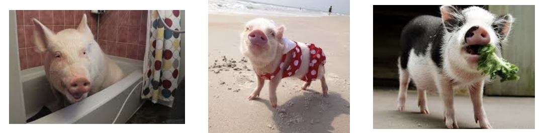 <ul><li><p>used as pets</p></li><li><p>may not ever be used in commercial production</p></li></ul><p></p>