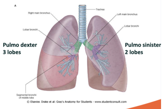 <p>Right lung (on patient): There are 3 lobes, the superior, middle and       inferior </p><ul><li><p>Pulmo dexter refers to the right lung</p></li></ul><p>Left lung (on patient): only two lobes because heart is also occupied here, the superior and inferior </p><ul><li><p>Pulmo sinister refers to the left lung </p></li></ul><p></p>