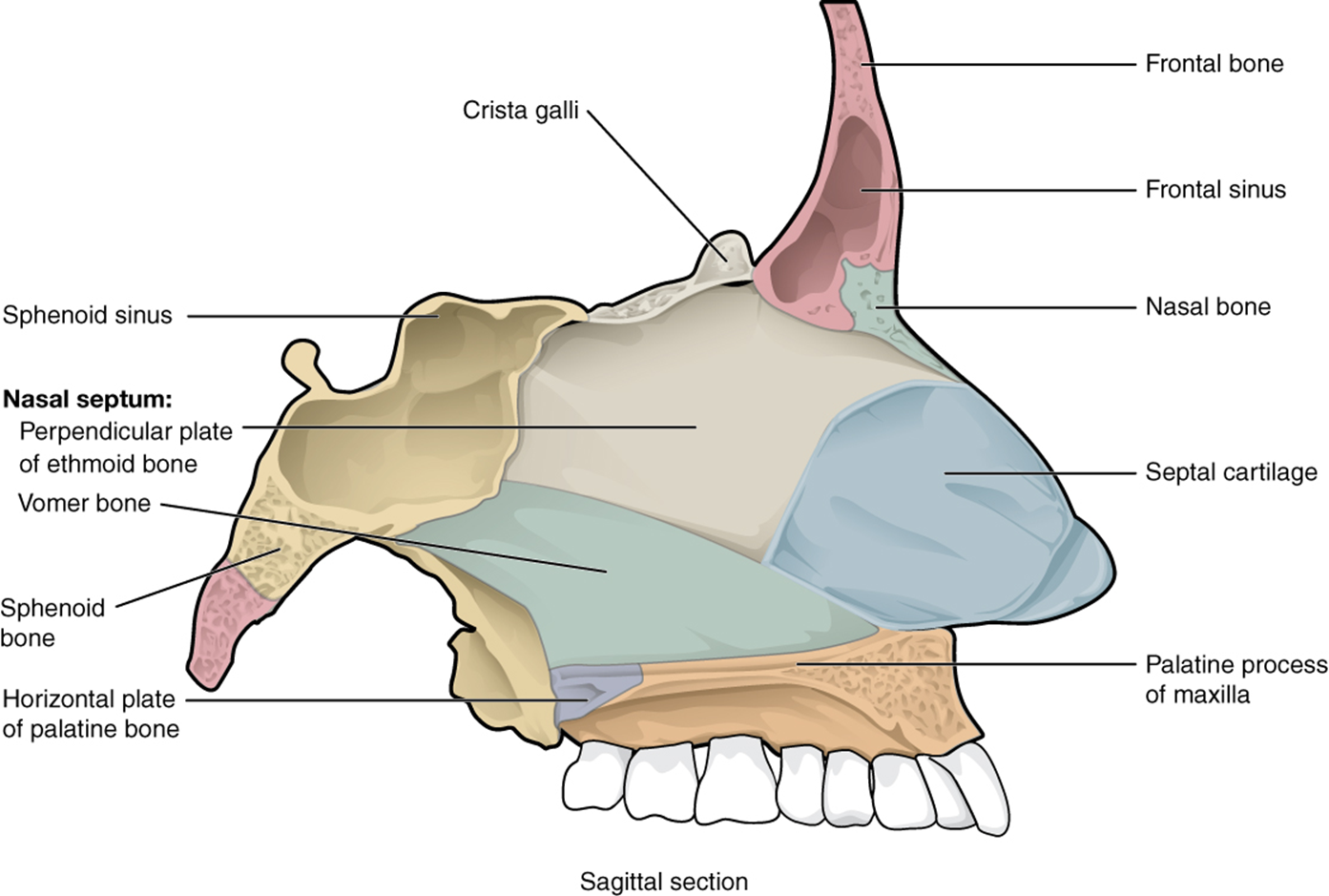 <p>Perpendicular plate of ethmoid bone, Vomer bone</p>