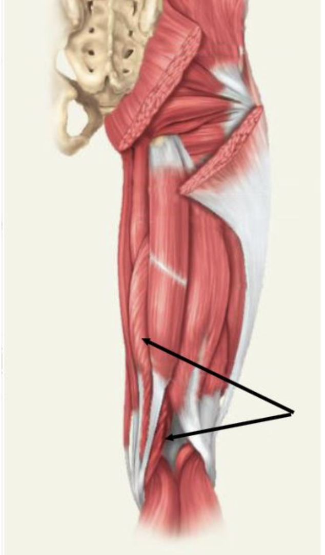 <p>flexes knee, medially rotates tibia on femur when flexed, medially rotates femur when hip is extended</p>