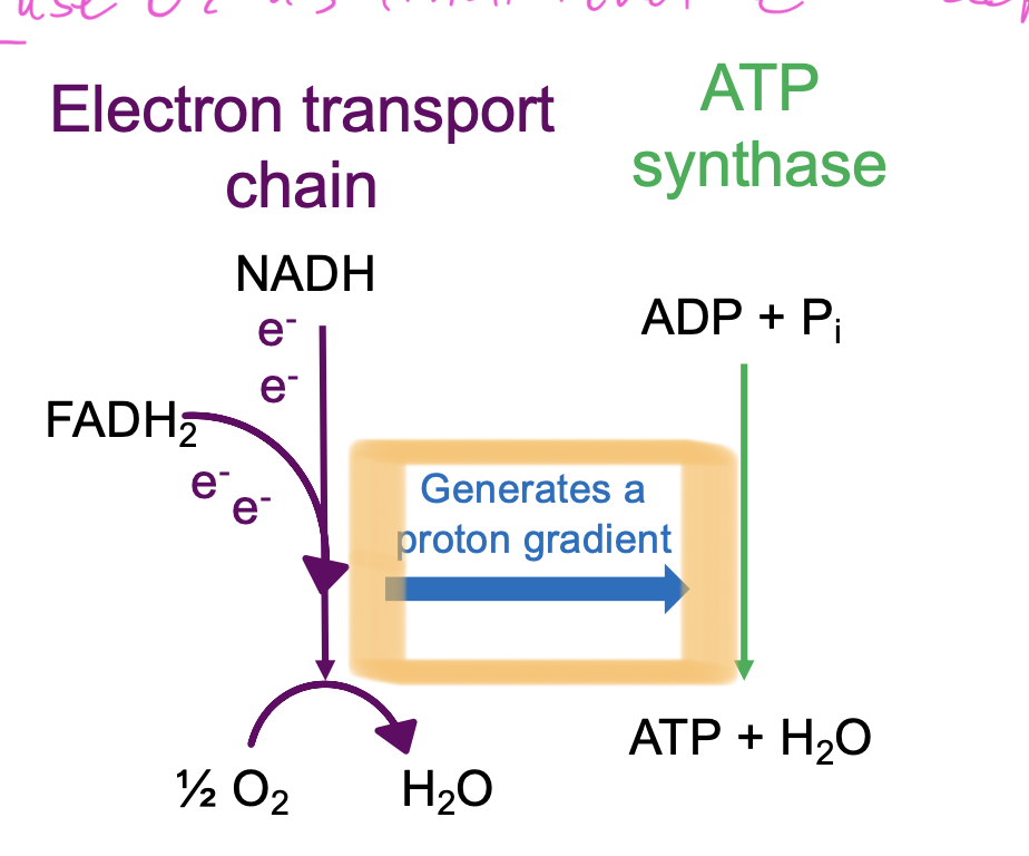 <ul><li><p>NADH and FADH2 carry e- to ETC</p></li><li><p>their energy used to create conformational change in protein complex</p><ul><li><p>pump protons from matrix into intermembrane space</p><ul><li><p>proton gradient used by ATP synthase to make ATP in matrix</p></li></ul></li></ul></li></ul><p></p>