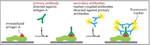 <p>Immunofluorescence microscopy</p><ul><li><p>cells are fixed</p></li><li><p>uses a primary antibody that binds to the target protein</p></li><li><p>uses a secondary antibody that binds to the primary antibody that is covalently tagged to a fluorescent marker.</p></li><li><p>microscope excites the marker.</p></li></ul><p></p>