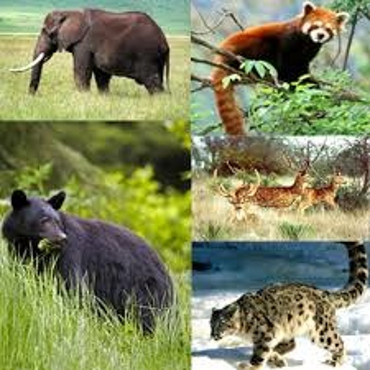 <p>TRANSLATION: не давать людям вредить</p><p>DEFINITION: to stop individuals from causing damage or pain</p><p>EXAMPLE: Strict laws should ........................ wild animals in national parks. Строгие законы должны НЕ ДАВАТЬ ЛЮДЯМ ВРЕДИТЬ диким животным в национальных парках.</p>