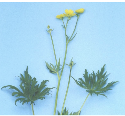 <p><strong>Plant family:</strong> Ranunculaceae<br><strong>Life cycle:</strong> Perennial<br><strong>Key persistence / spread:</strong> Short underground rhizome; seed<br><strong>Farming systems:</strong> Dairy pastures (especially high rainfall)</p><p><strong>How to identify</strong></p><p>It grows as a large, upright perennial rather than a creeping plant. Leaves are large, deeply lobed, and glossy, forming a conspicuous clump.</p><p>Unlike creeping buttercup, there are no stolons. Regrowth occurs from a short underground rhizome, making plants persistent once established.</p><p>Flowers are bright yellow, larger than those of creeping buttercup, and held well above pasture height. Cattle strongly avoid grazing it due to bitterness, which gives it a competitive advantage.</p><p>Most common in high‑rainfall dairy regions.</p>