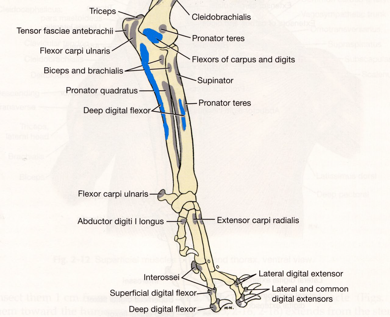 <p>middle third of medial border of radius</p>