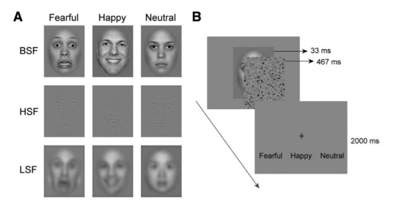 <p>what was the aim of Wang et al’s study using intracranial EEG (iEEG)</p>