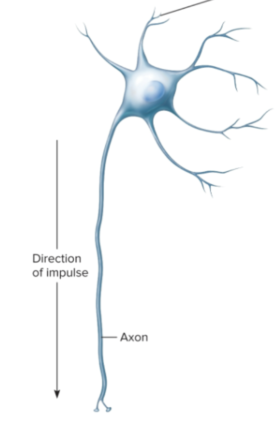 <p>Where is the synaptic terminal? </p>