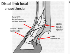 <p>Palmar digital nerve block (PDNB) </p><p>- common FL, rare HL </p><p>Abaxial Sesamoid nerve block (ABSNB)</p><p>- common FL, rare HL </p><p>Distal interphalangeal (DIP) joint block </p><p>Navicular Bursa block (Nbursa)</p><p>- rare</p>
