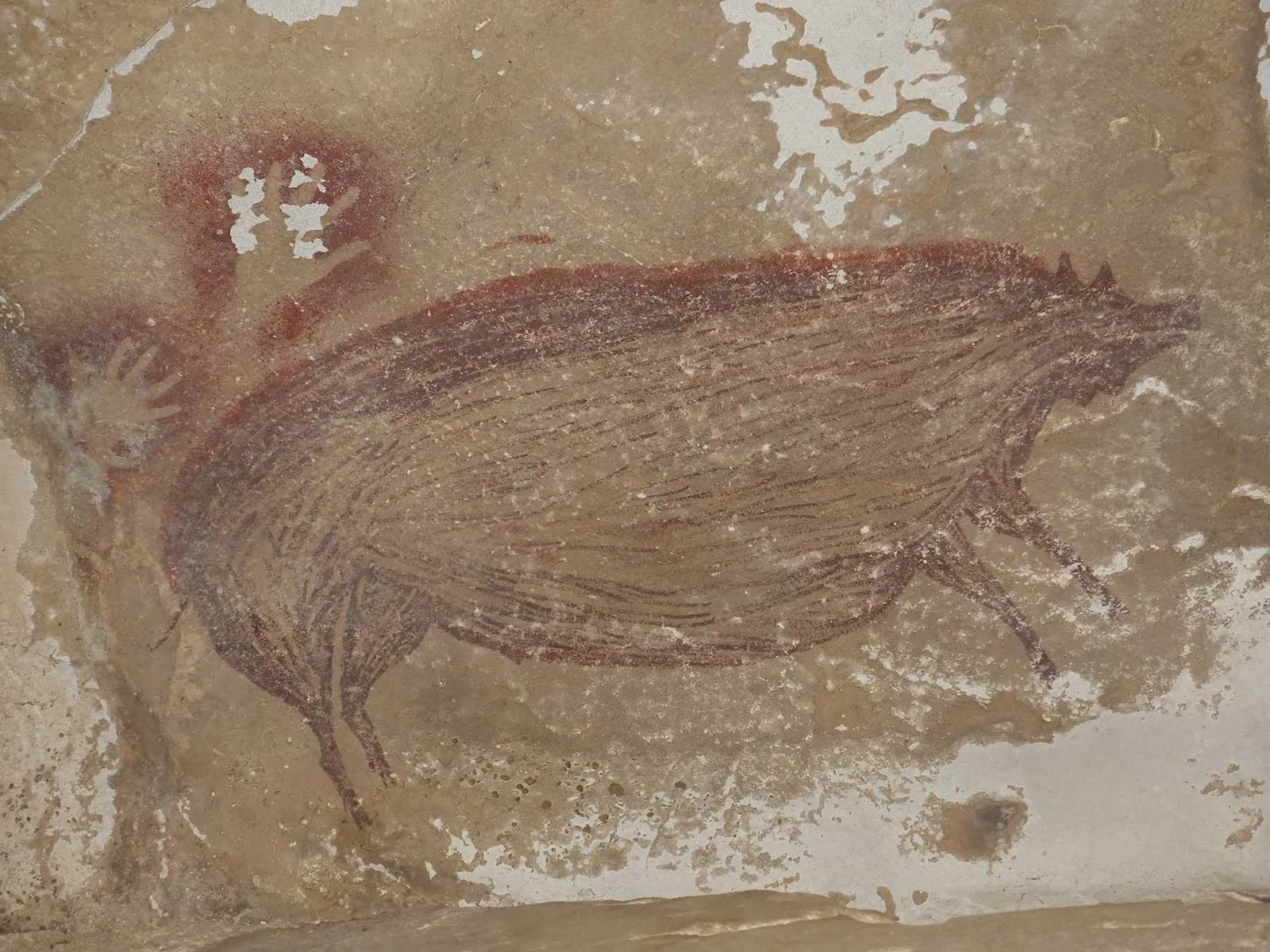 <p>Warty Pig Paintings </p>