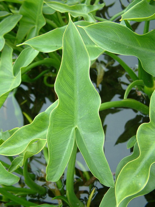 <p>Clumps of broad leaves, emerging directly out of shallow, slow, moving water, or tidal mudflaps</p>