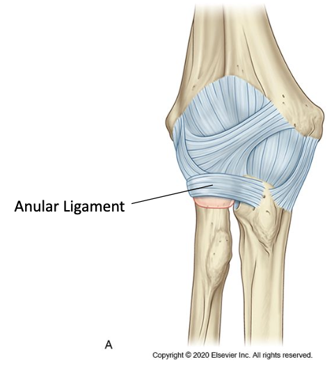 <p>Attaches from the anterior and posterior margins of the radial notch of the ulna<br>Wraps around the head of the radius like a collar<br>Has fibres which blend with the joint capsule and the radial collateral ligament</p>