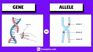 <p>&nbsp;</p><p>Variations of genes that control the same trait is called<span style="background-color: lime;"> alleles </span><span>one of two or more alternative versions of a gene located at a specific position (locus) on a chromosom</span><span style="background-color: lime;"> ( a variation of genes) .</span></p><p>&nbsp;</p>