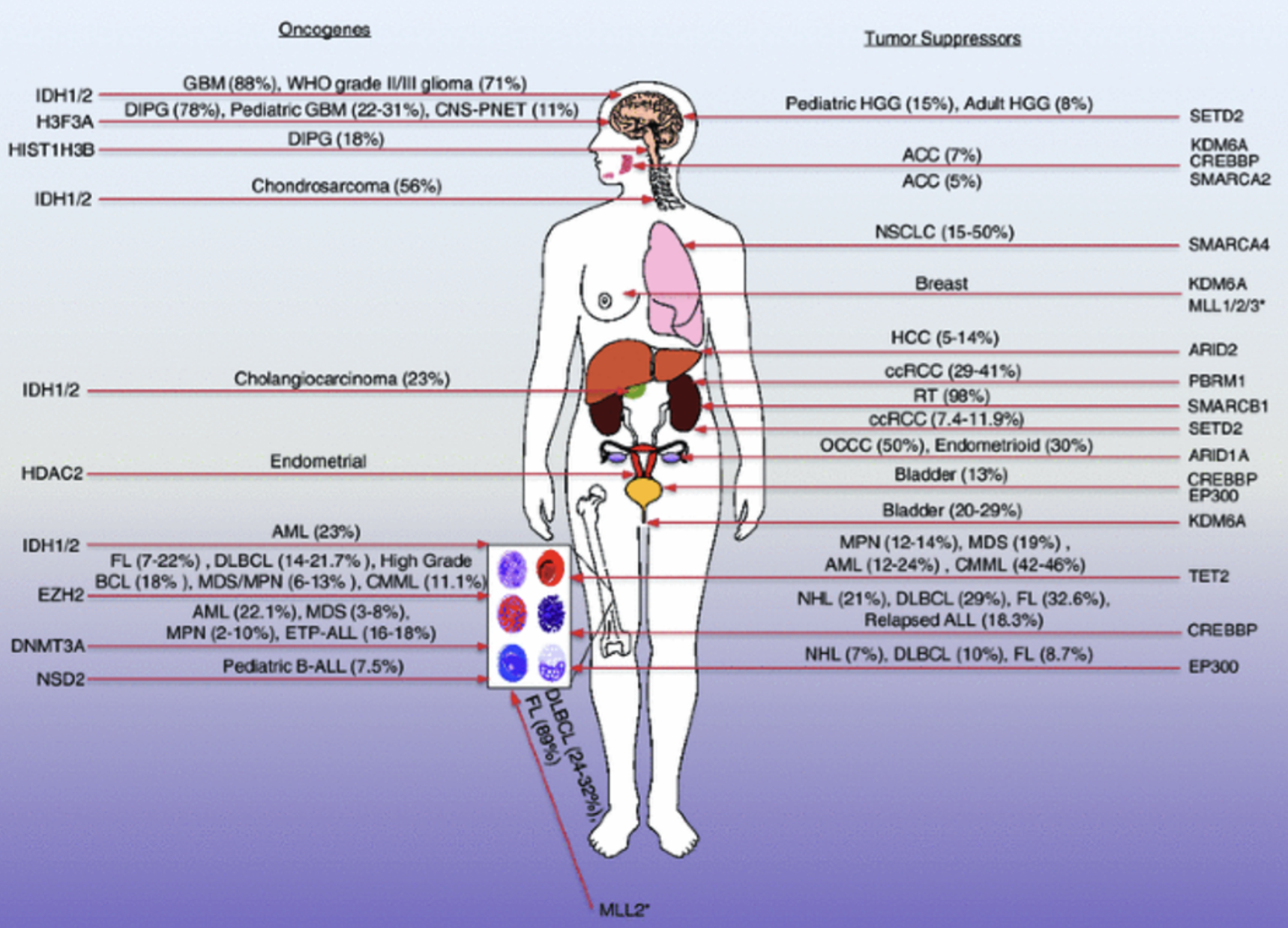 <p>Chromatin facilitates processes through modifications: </p><ul><li><p>histone variants - H2A.X, H2A.Z, H3.3</p></li><li><p>ATP-dependent chromatin remodellers (eg. SWI/SNF)</p></li><li><p>Histone modifers</p></li></ul><p></p>