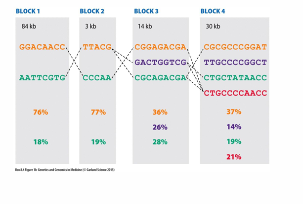<p>Four adjacent blocks were genotyped at:</p><p>- Block 1: 8 SNPs</p><p>- Block 2: 5 SNPs</p><p>- Block 3: 9 SNPs</p><p>- Block 4: 11 SNPs</p><p>Each block had:</p><p>- 2-4 common haplotypes</p><p>Dashed black lines:</p><p>Locations where >2% of chromosome 5 sequences switched between haplotypes, indicating recombination boundaries.</p>