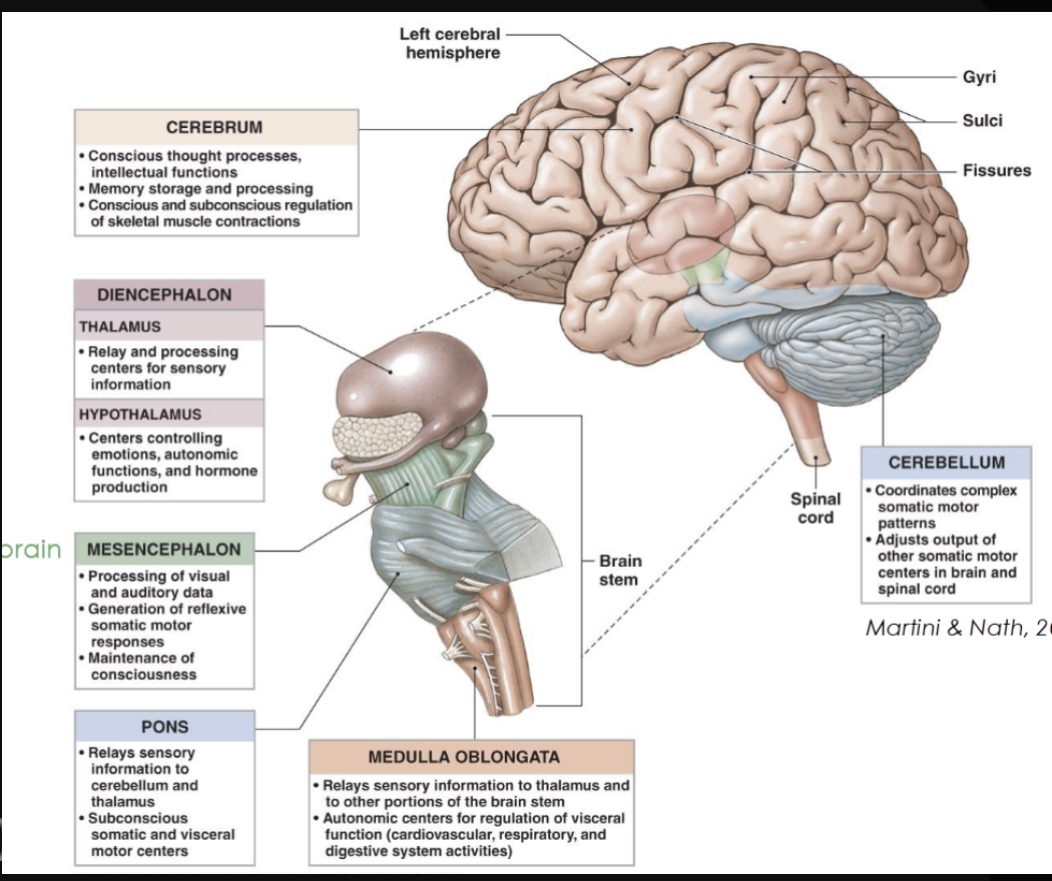 <ul><li><p><strong>Diencephalon</strong></p><ul><li><p><strong>Thalamus</strong> → relays sensory information to the cortex</p></li><li><p><strong>Hypothalamus</strong> → maintains homeostasis, and regulates emotions</p></li><li><p><strong>Epithalamus (pineal gland)</strong> → day and night cycles (melatonin produced in response to darkness)</p></li></ul></li><li><p><strong>Brainstem</strong></p><ul><li><p><strong>Midbrain</strong> → visual and auditory reflexes</p></li><li><p><strong>Pons</strong> → Relays signals between brain regions and regulates sleep and breathing</p></li><li><p><strong>Medulla oblongata</strong> → Controls autonomic functions</p></li></ul></li><li><p><strong>Cerebellum</strong></p><ul><li><p>Coordinates movement, balance, and posture (works subconsciously)</p></li></ul></li></ul><p></p>