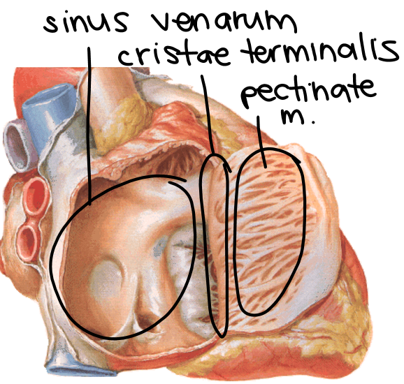 <p>heart tissue btwn smooth + rough atrial walls </p>