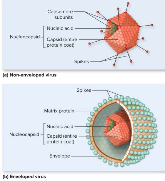 <p>protein subunits</p>
