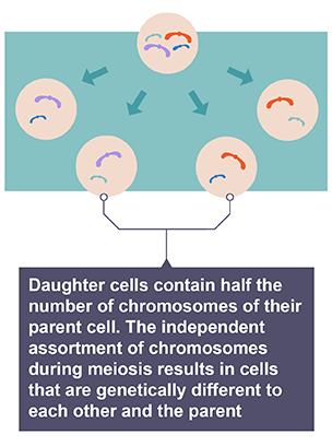 <p>reassorts	the chromosomes so there are millions of possible chromosome arrangements which causes variation</p>