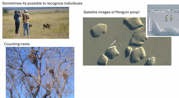 <ul><li><p>sometimes able to recognize ind.</p></li><li><p>counting nests</p></li><li><p>satellite images</p></li></ul><p></p>