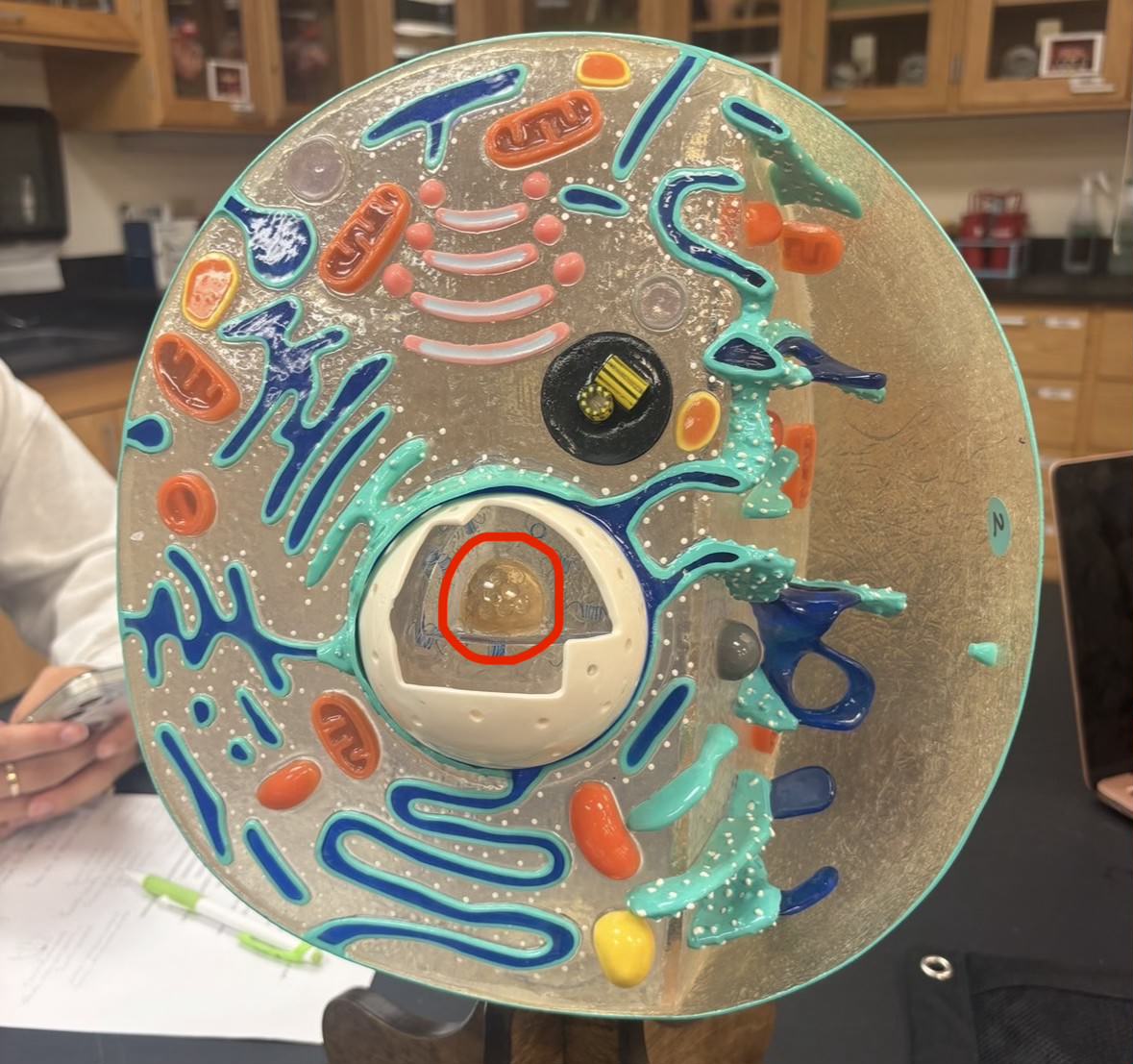 <p>Label the part of the cell</p>