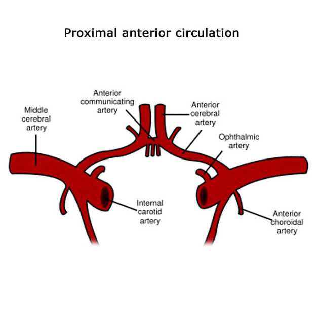 <p><strong>A. cerebri anterior ágai és ellátásuk</strong></p>
