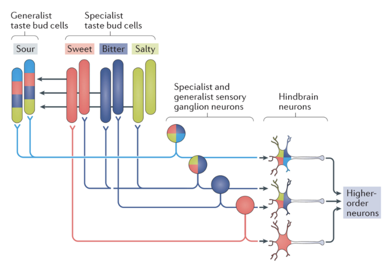 <p>Taste is encoded by a <strong>mix of specialist + generalist cells and neurons</strong>, producing a <strong>pattern of activity across multiple inputs</strong> rather than strictly one-to-one mapping.</p>