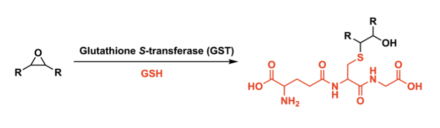 <p>takes r-<O-r and unravels it and adds GSH to it</p><p>enzyme = GST (glutathione s tranferase)</p><p>cofactor = GSH (glutathione)</p>