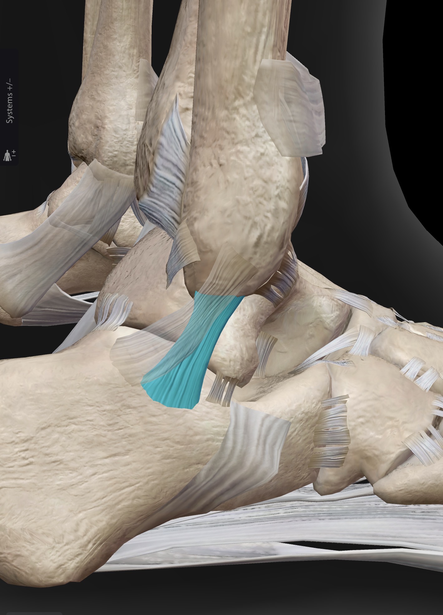 <p>What ligament is this? What does it connect?</p>