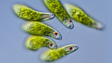 <p>What is this?<br><br>A) Spirogyra<br>B) Volvox<br>C) Euglena<br>D) Anabaena</p>