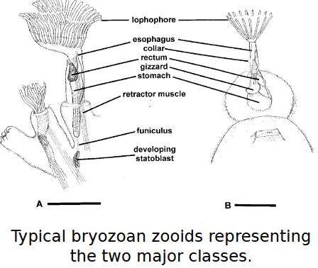 <ul><li><p>“moss animal” → colony of zooids</p></li><li><p>each zooid encased in a protective covering</p></li><li><p>skeleton mineralized with calcite → zooecia</p></li><li><p>funiculus — tissue cords that connect zooids (to distribute nutrients)</p></li><li><p>each zooid has a lophophore feeding structure (8-100 tentacles - circular or u-shaped)</p><ul><li><p>lophophore tentacles gather and put food in mouth (center)</p></li><li><p>u-shaped guts (mouth is next to anus)</p></li></ul></li></ul><p></p>