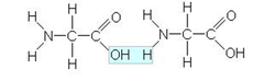 <p>Covalent bonds which link amino acids in proteins.</p>